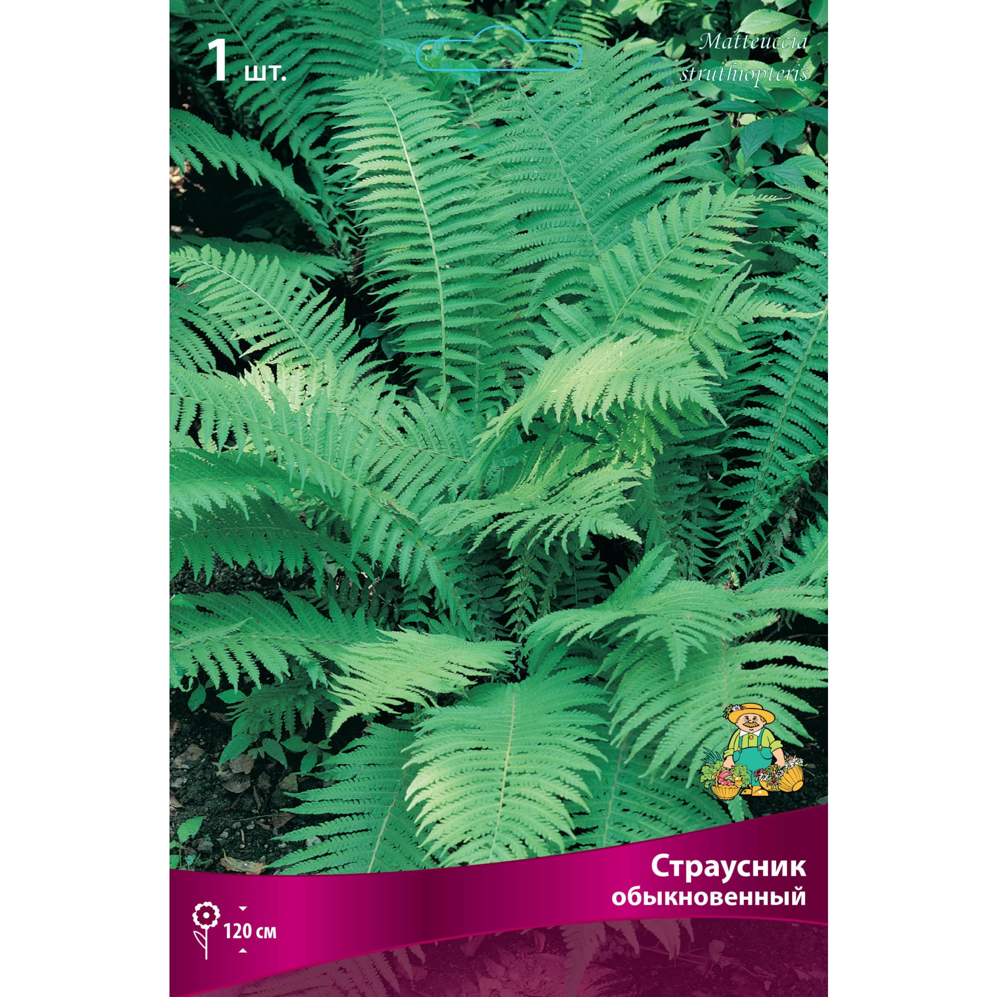 Страусник обыкновенный Бордо луковица I Santreyd 83599270