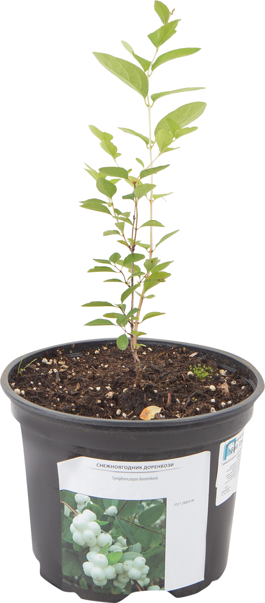 Снежноягодник Вайт Хэйдж Santreyd - декоративный кустарник с белыми ягодами 82585350 STLM-0030700