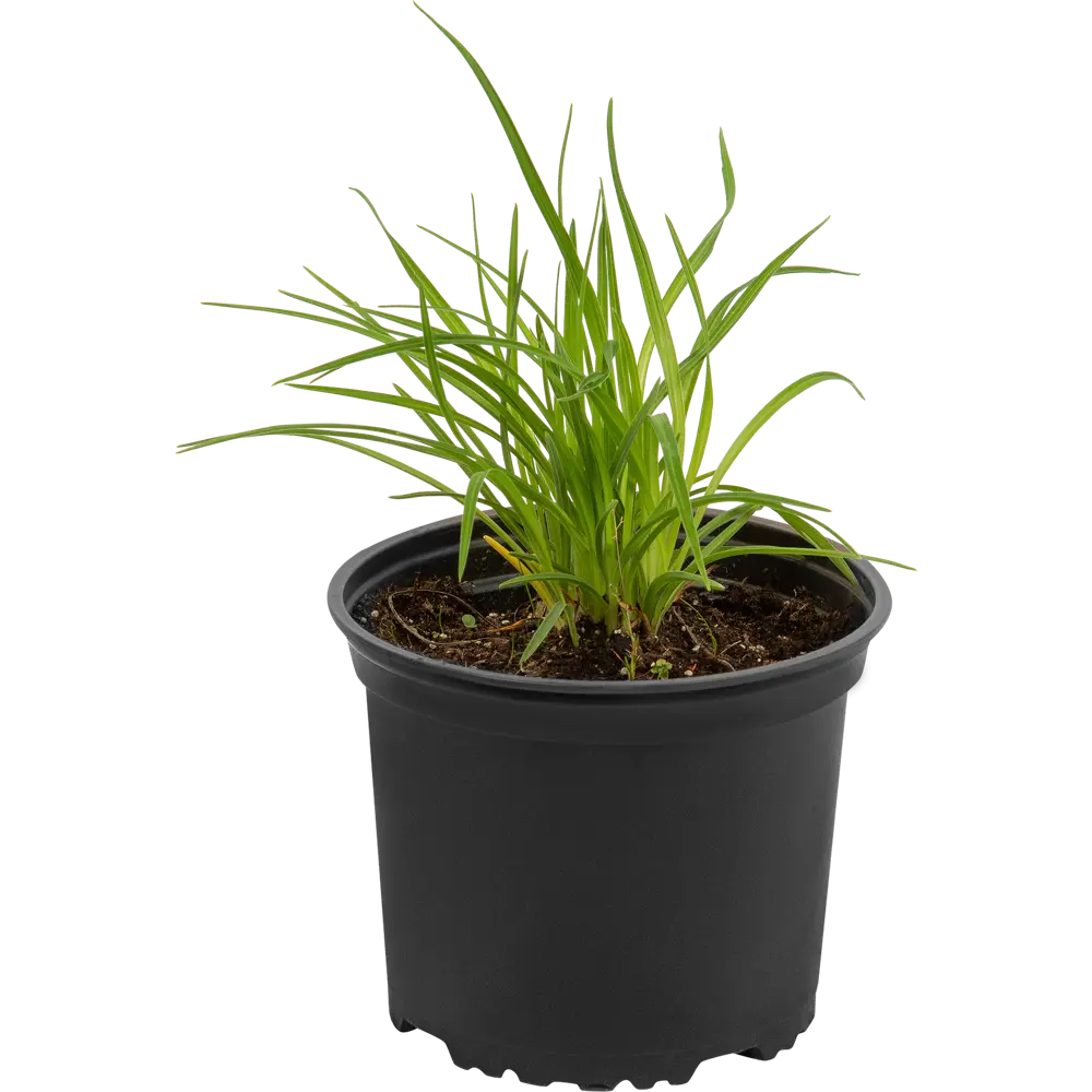 Santreyd Лилейник «Стелла Д Оро» - солнечное украшение сада 82219559 STLM-1445015