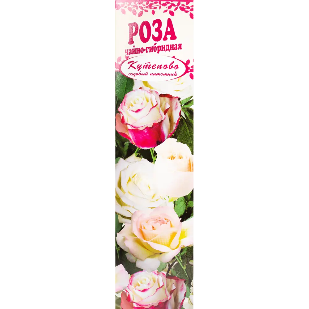 Роза чайно-гибридная «Дабл Дилайт» в коробке 82155327 STLM-2076202 Santreyd 