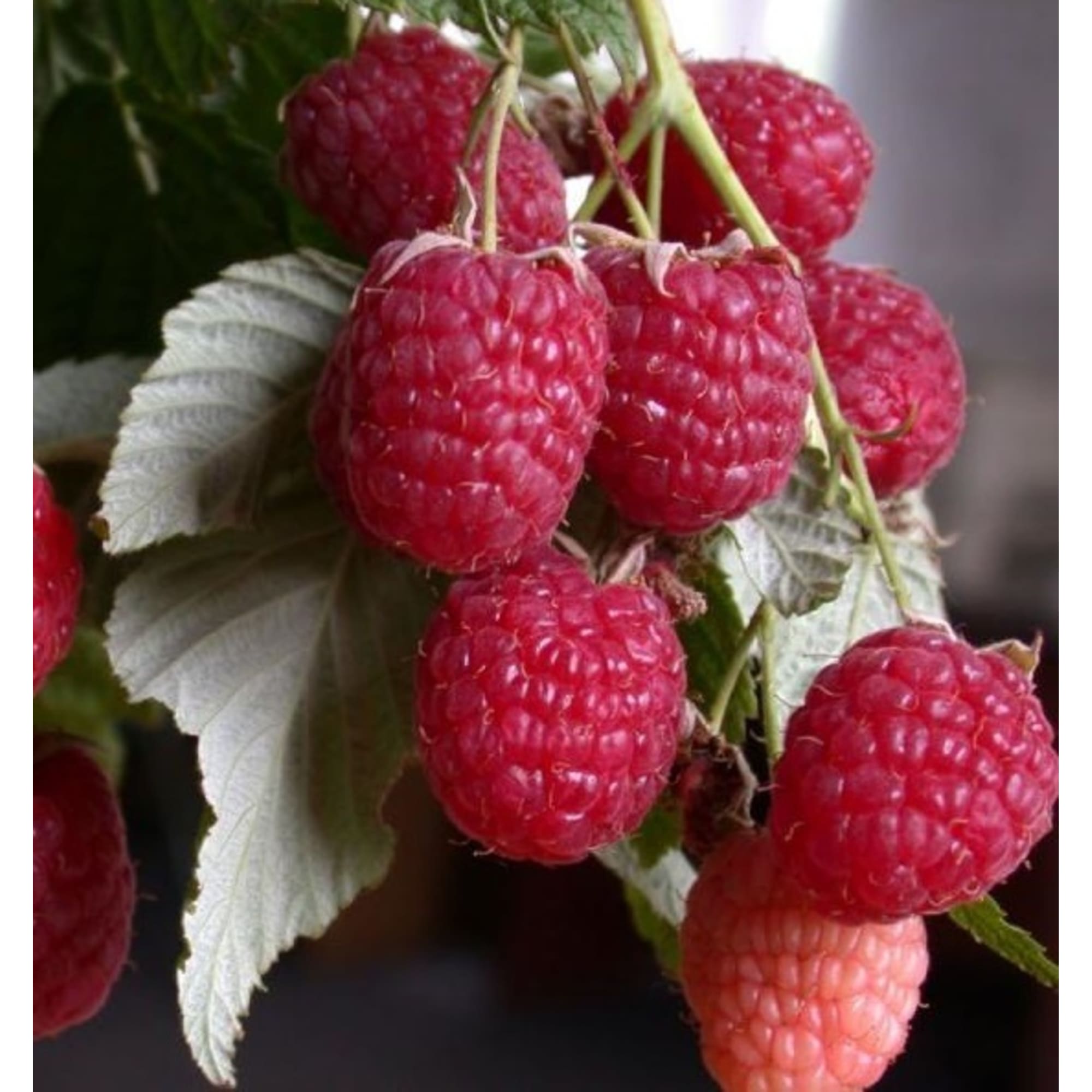 82597098 Малина «Гусар» C2 высота 40 см Santreyd  - Вид №2