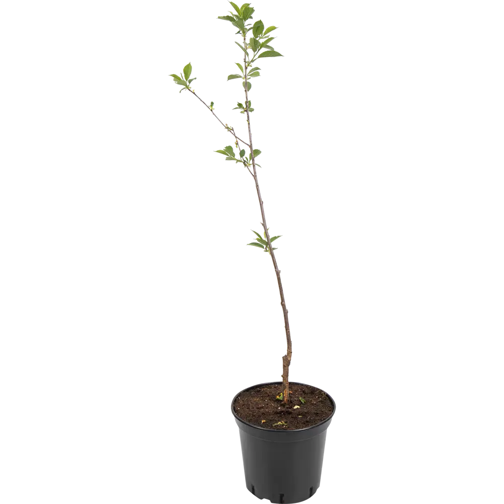 Вишня Любская Santreyd - саженец для богатого урожая 82585393 STLM-0030727