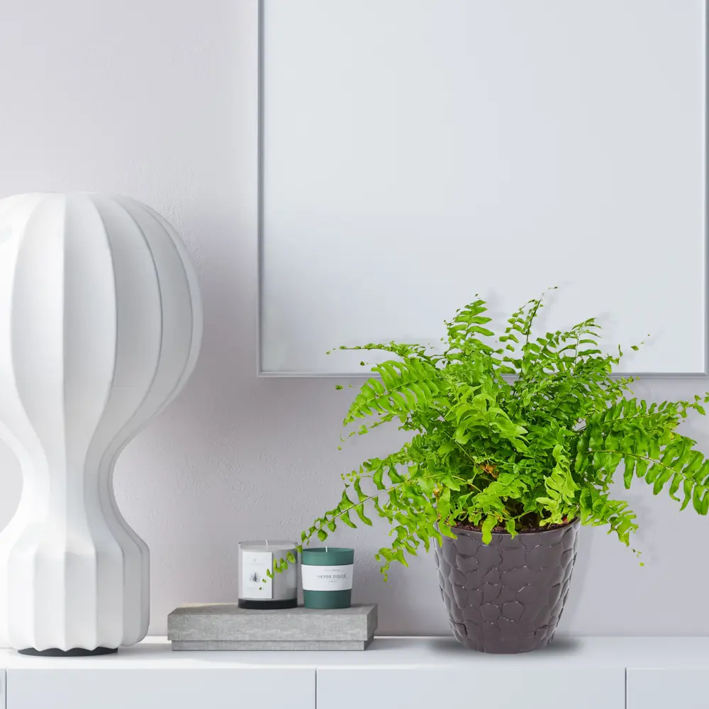 Папоротник Нефролепис Santreyd - изящное украшение интерьера 82560382 STLM-0029925 - Вид №4