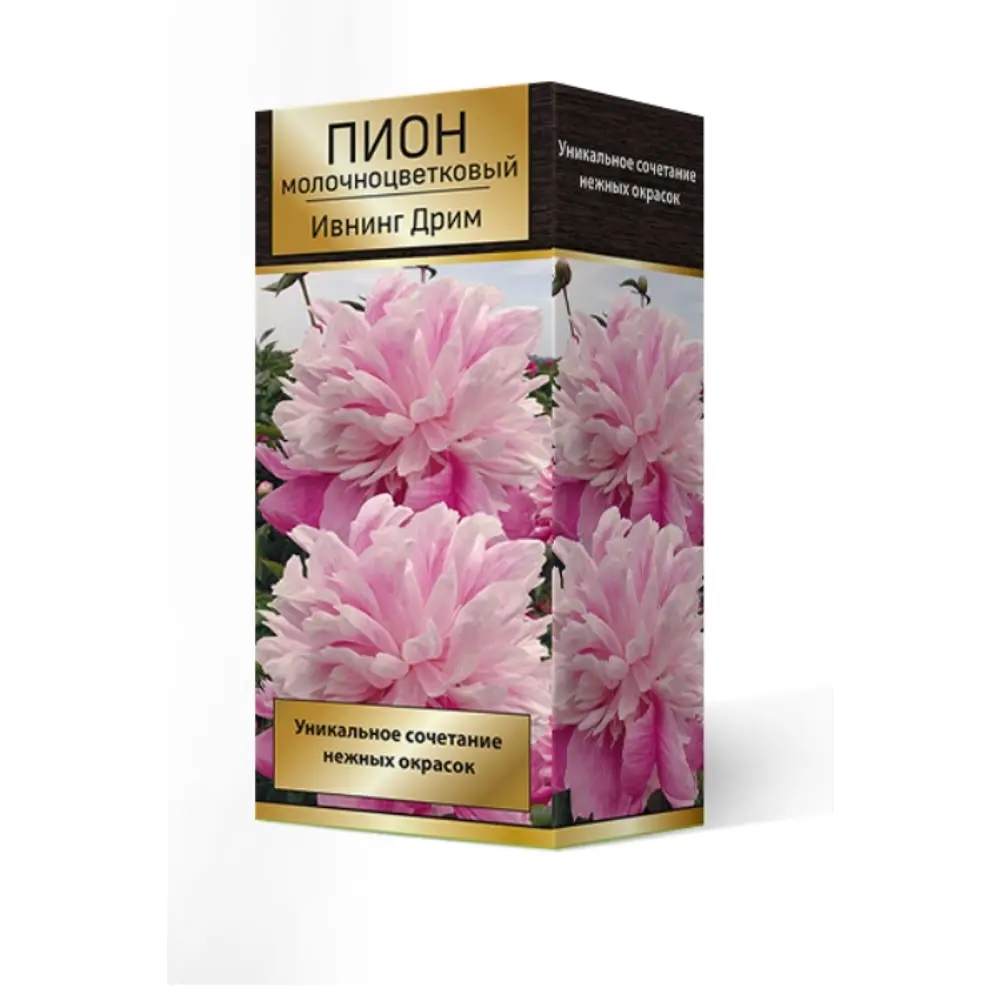 Пион травянистый Ивнинг Дрим луковица 2-3 83600141 STLM-2123515 Santreyd 