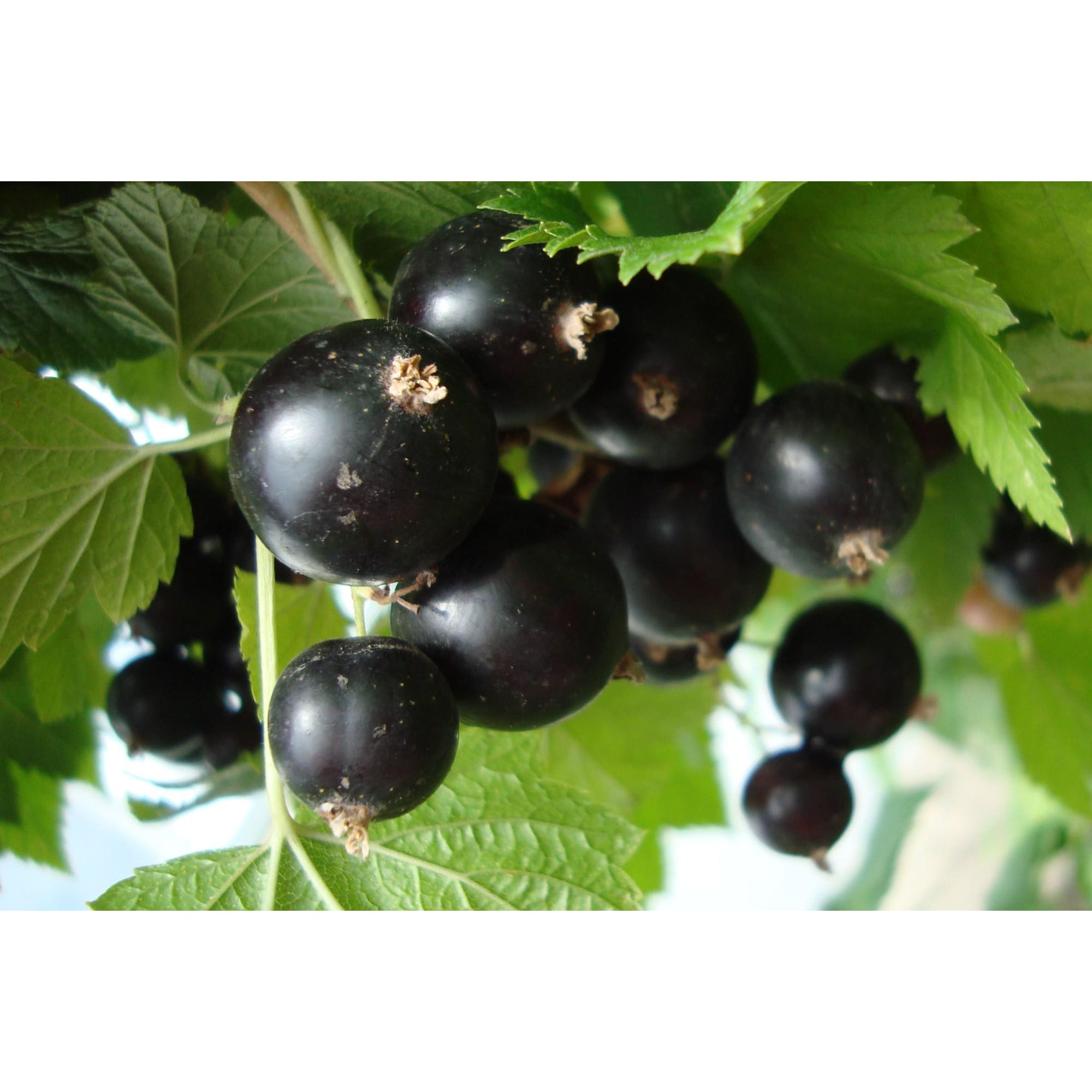 82597122 Смородина чёрная «Чёрный жемчуг» C2 высота 40 см Santreyd  - Вид №2