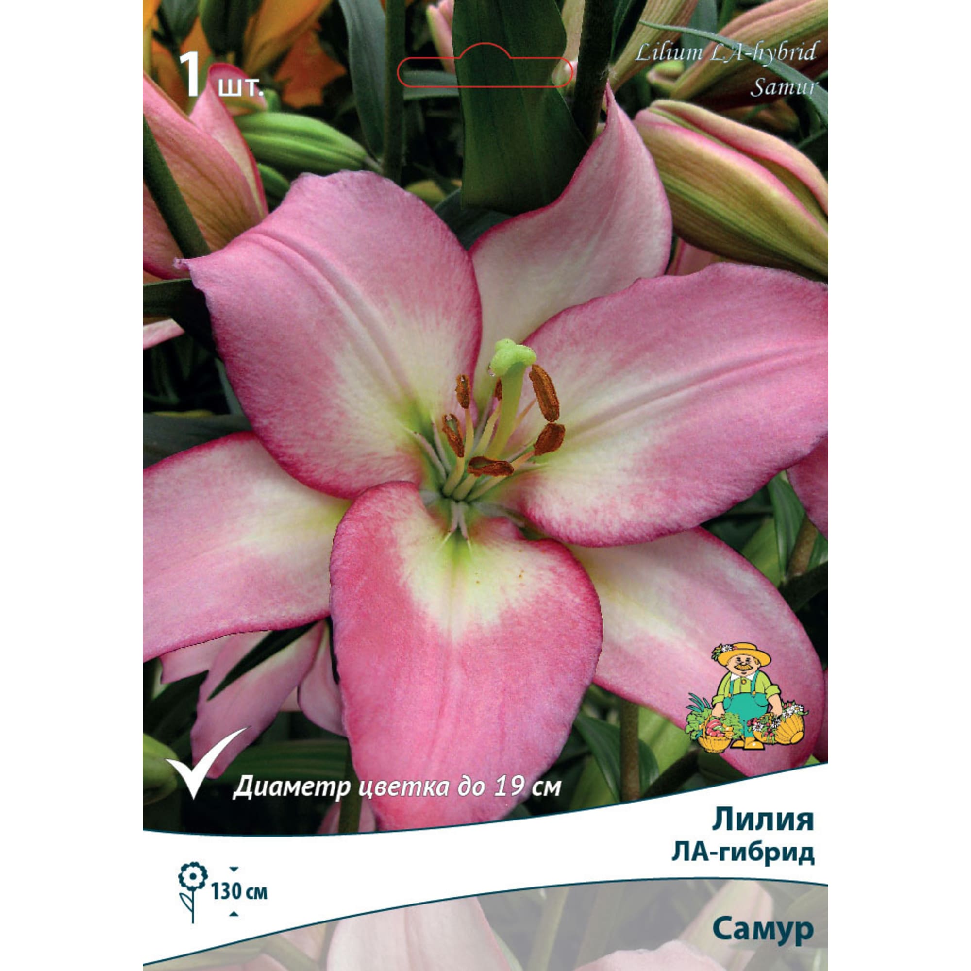 82530220 Лилии ЛА-гибриды Самур Santreyd 