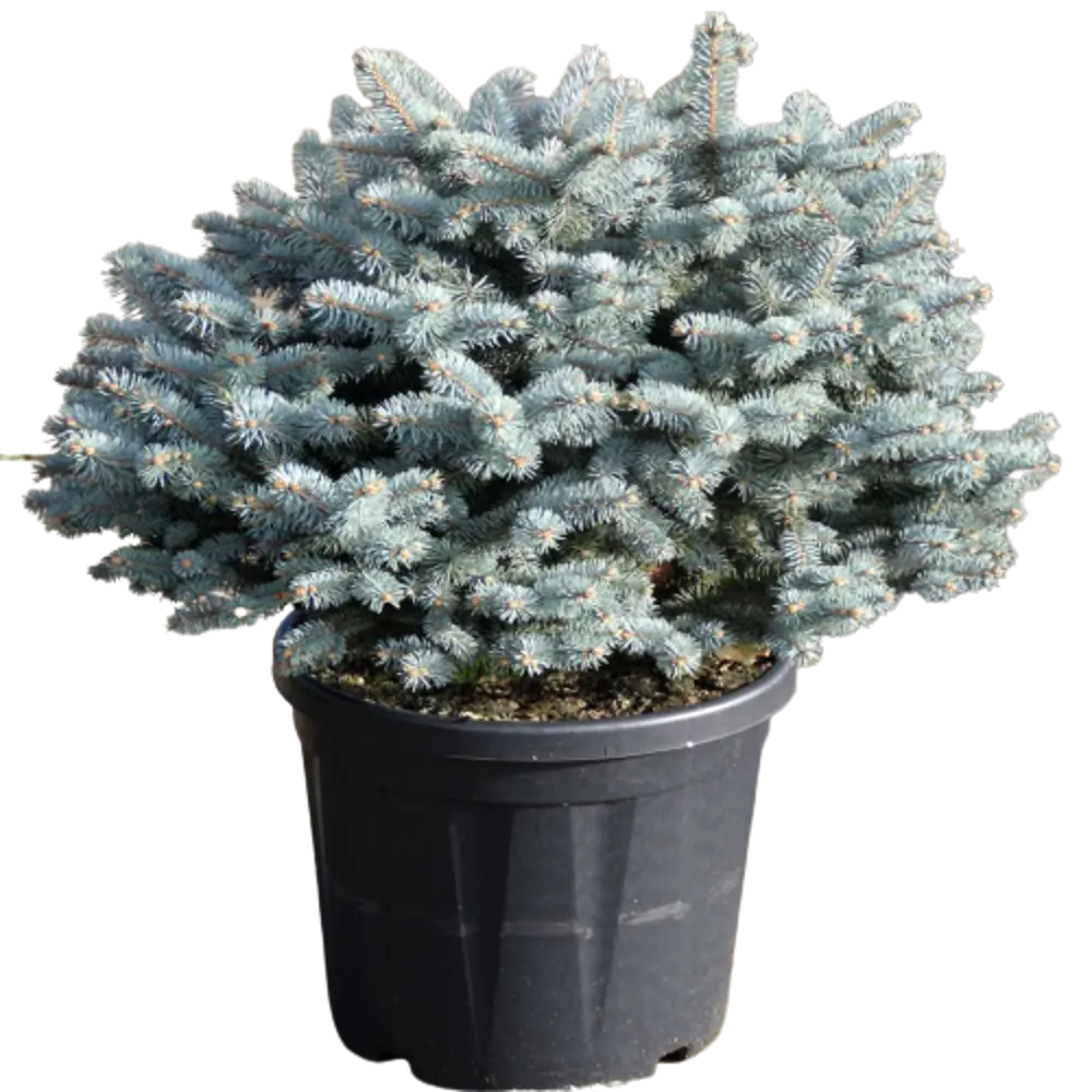 Ель колючая Глаука Глобоза ø15 h30 см v1.5 л 84834188 STLM-2060800 PLANTMARKET 