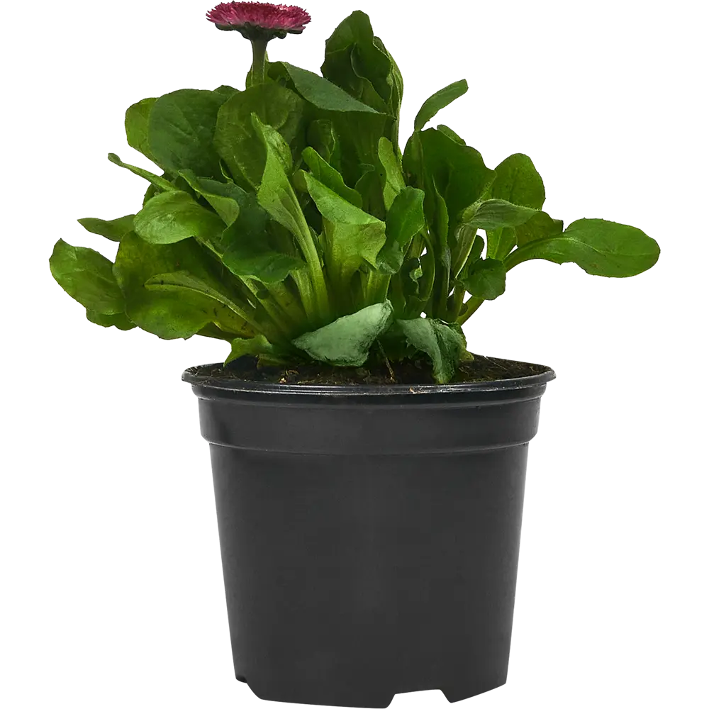 Маргаритка Santreyd микс — многолетняя рассада для яркого сада 84506841 STLM-0961117 - Вид №1