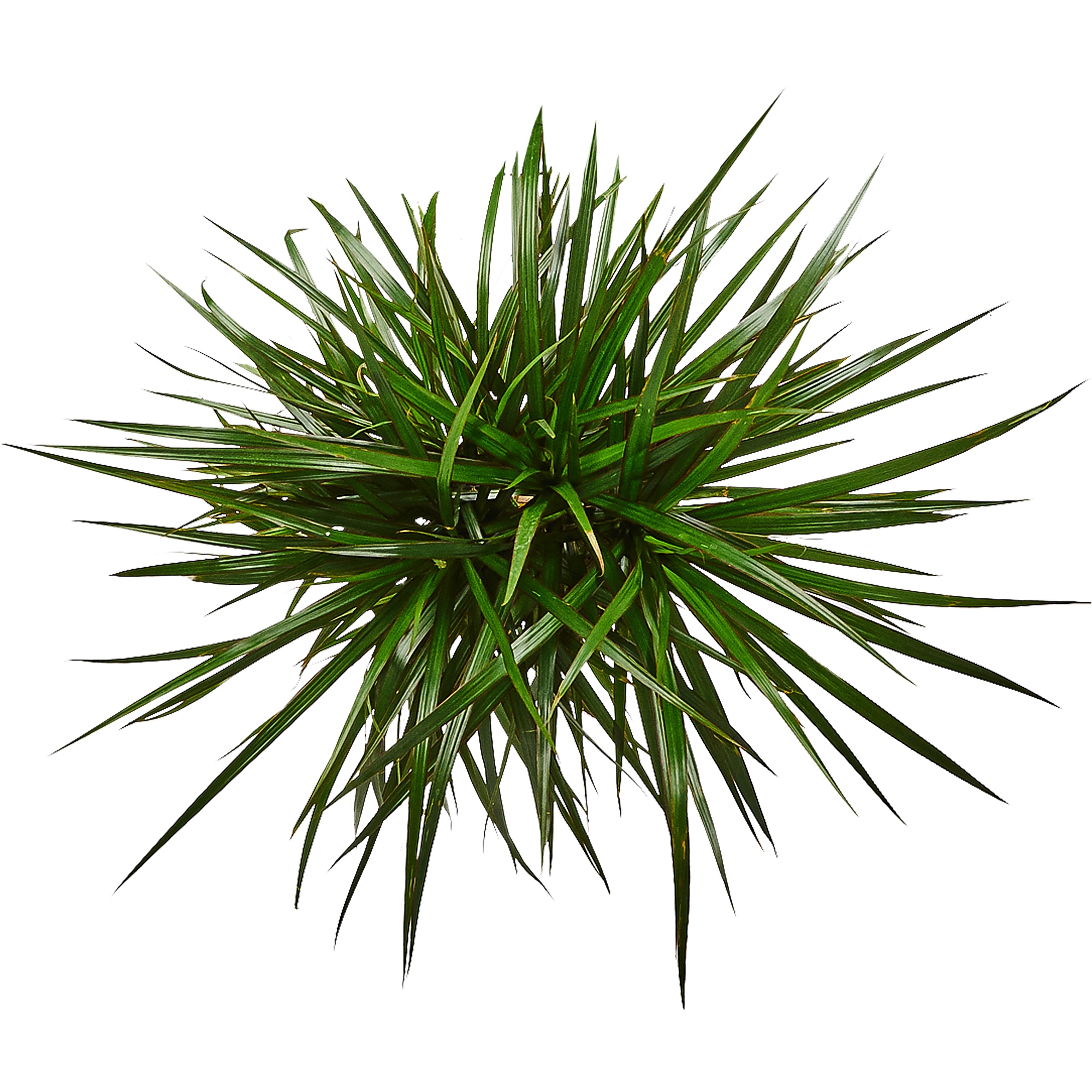 82892067 Драцена Маргината разветвленная 24x100 см Santreyd  - Вид №1