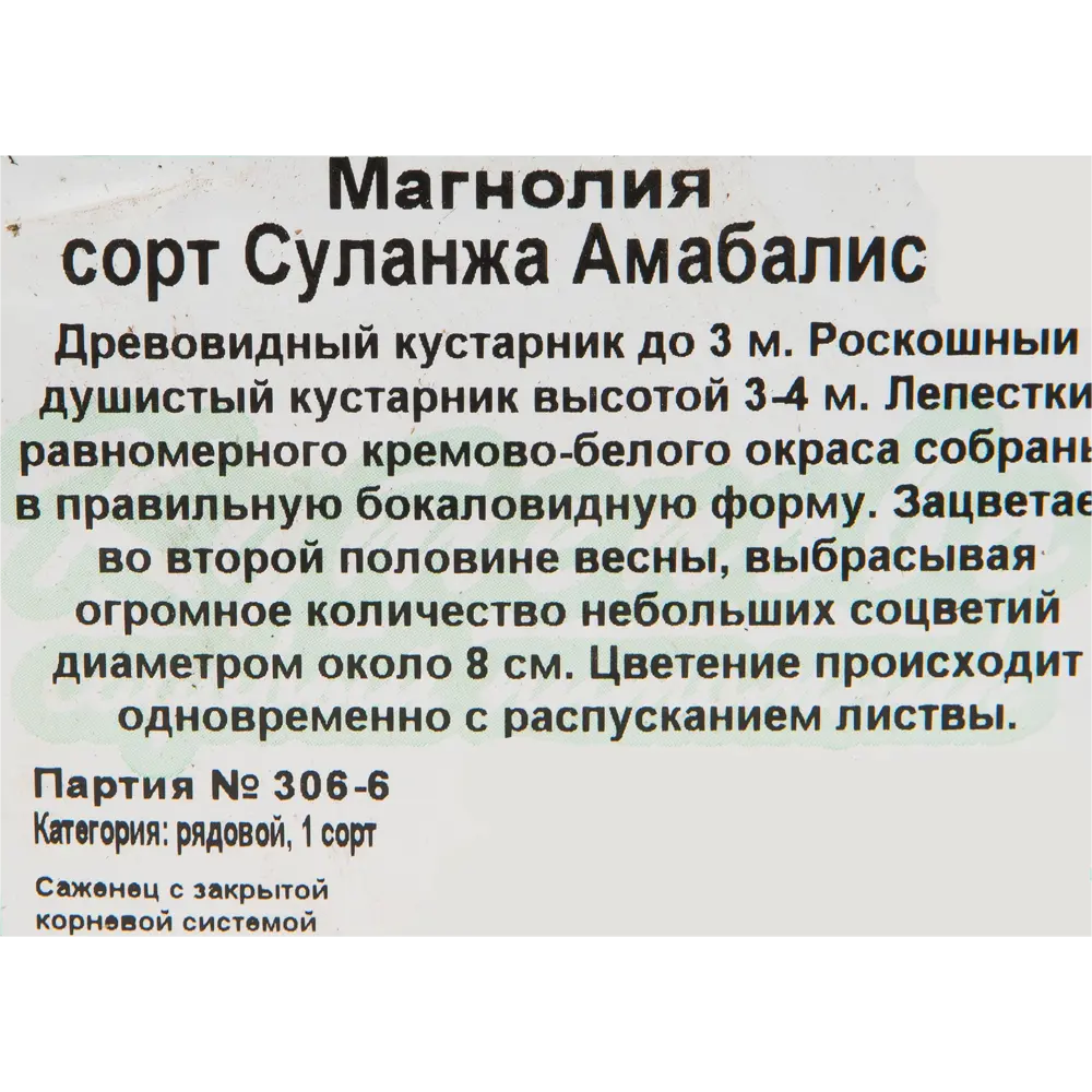 Магнолия Суланжа Амабилис 15x20 см 82594925 STLM-2086415 Santreyd  - Вид №1