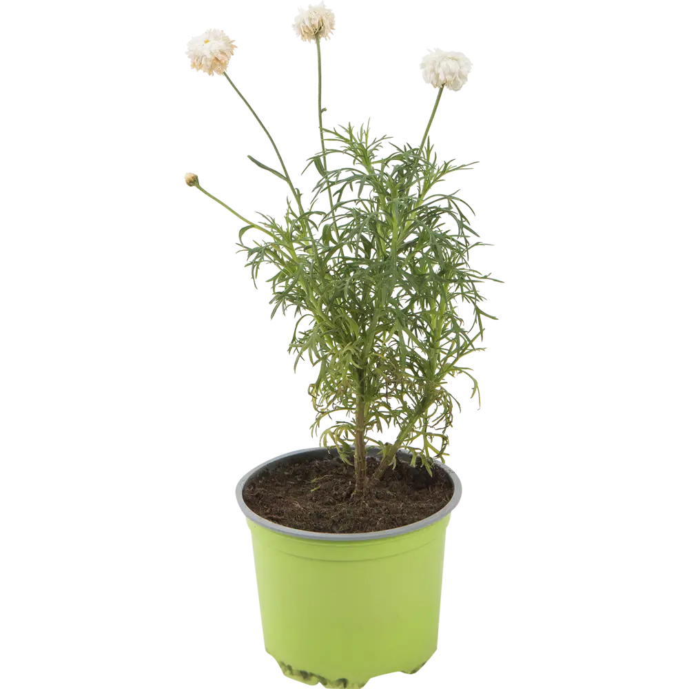 Аргирантемум 12x15 см 82585286 STLM-2068330 Santreyd 