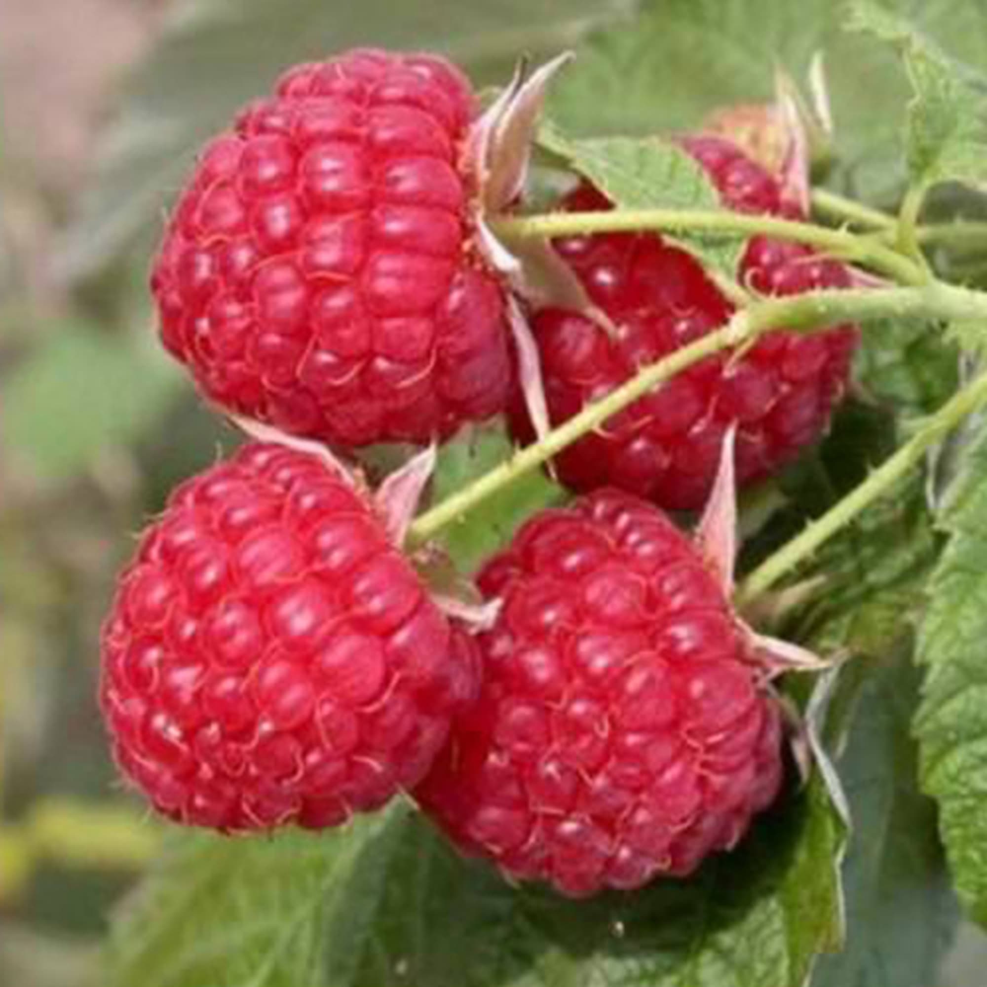 81954933 Малина С2 «Скромница» h40 Santreyd  - Вид №3