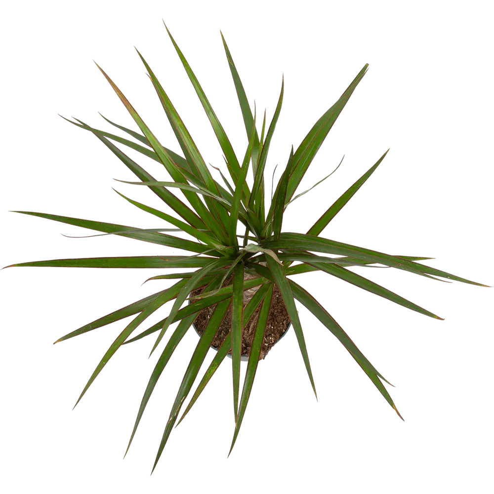 Santreyd Драцена маргината — элегантное комнатное растение с воздухоочищающими свойствами 82578921 STLM-0030479 - Вид №2