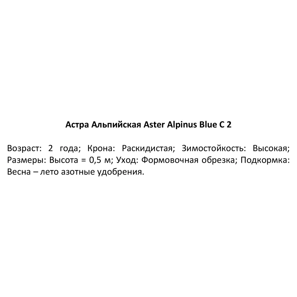 Астра альпийская Блю ø15 h40 см PLANTMARKET STLM-2131250 - Вид №2