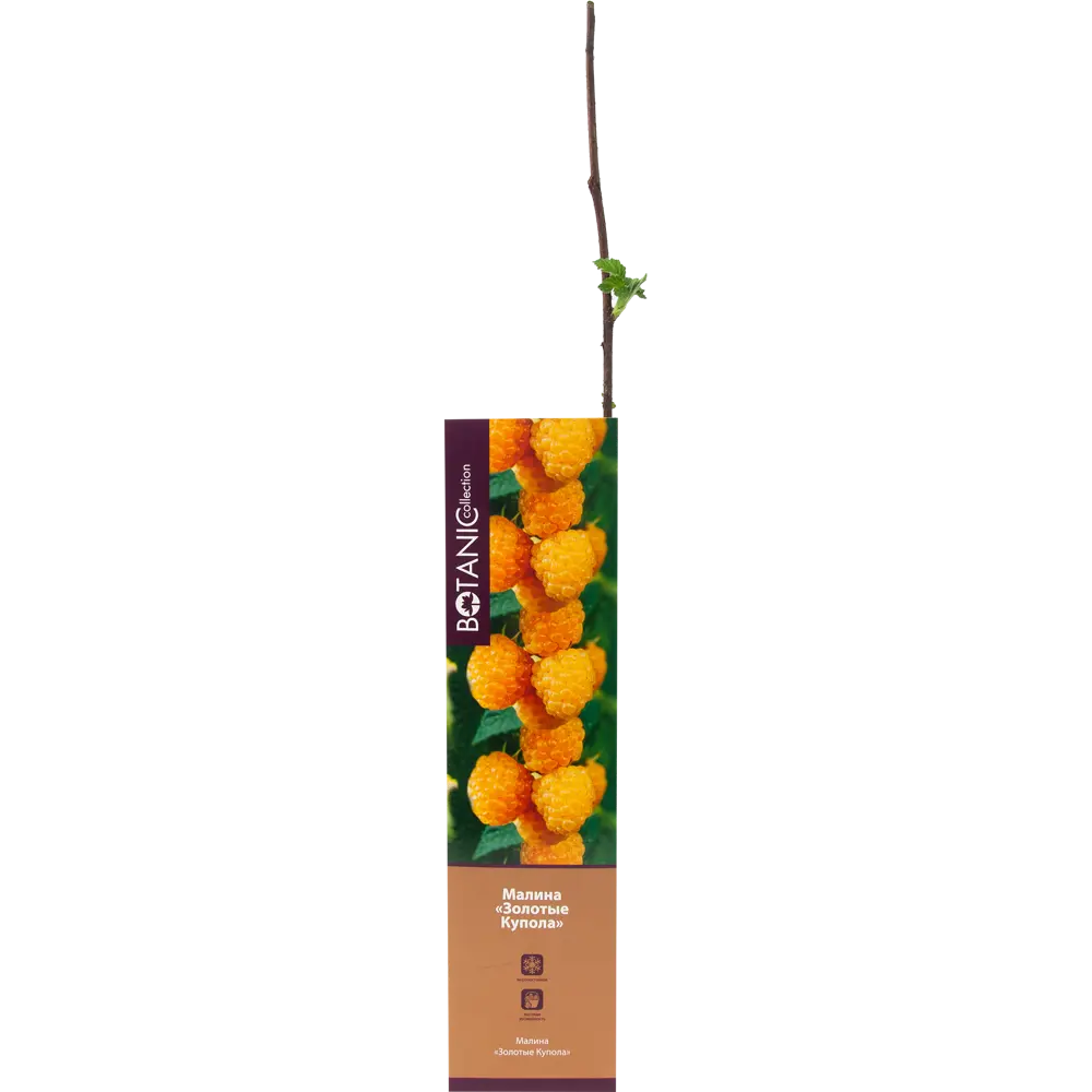 Малина Золотые купола в тубе 82539568 STLM-2081946 BOTANIC COLLECTION 