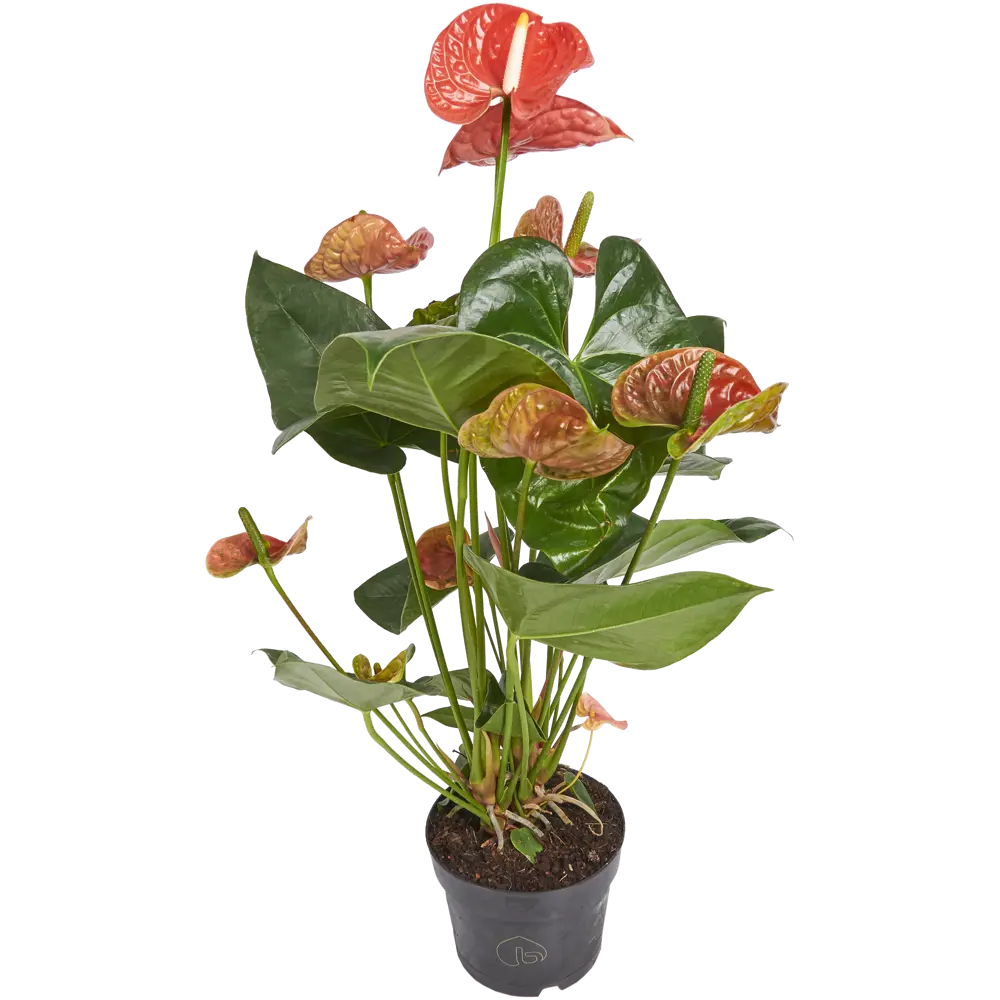 Антуриум микс с большими цветками 17x60 см 82399769 STLM-2201600 Santreyd 