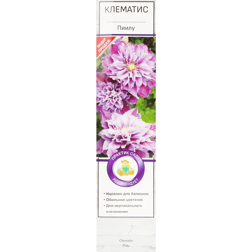 Клематис Пиилу Поиск 81951263 STLM-2189182 Santreyd 