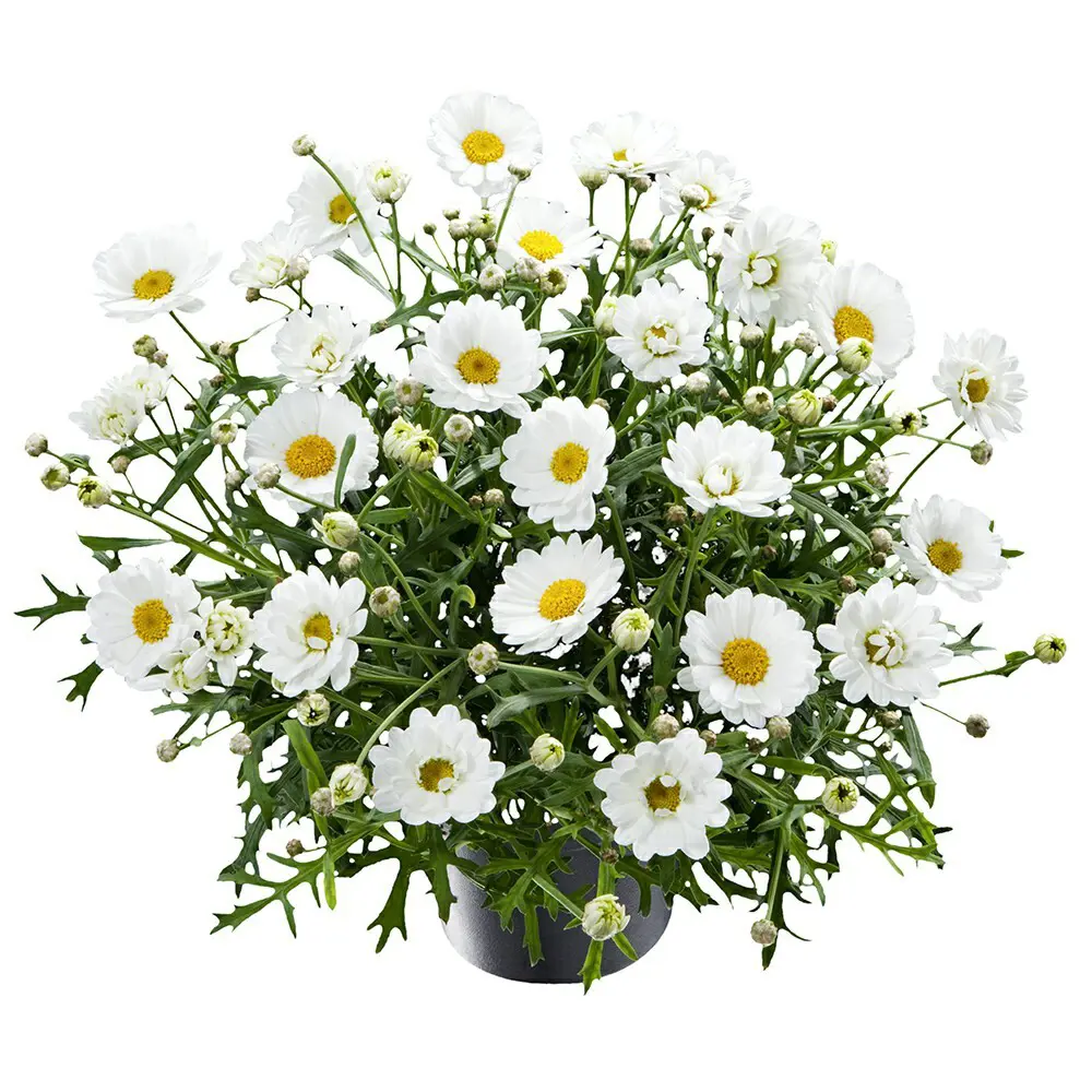 Нивяник ø17 h35 см 83248265 STLM-2082433 Santreyd 