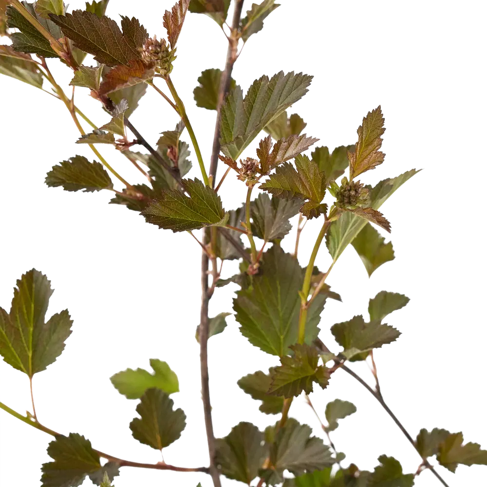 Santreyd Пузыреплодник Red Baron — Пурпурный акцент вашего сада 84841645 STLM-0055915 - Вид №3