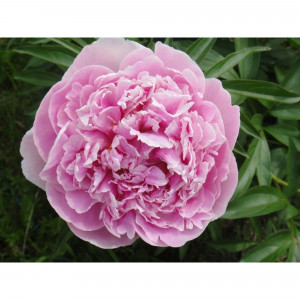 85324445 Пион молочноцветковый Сара Бернар ø14 h50 см