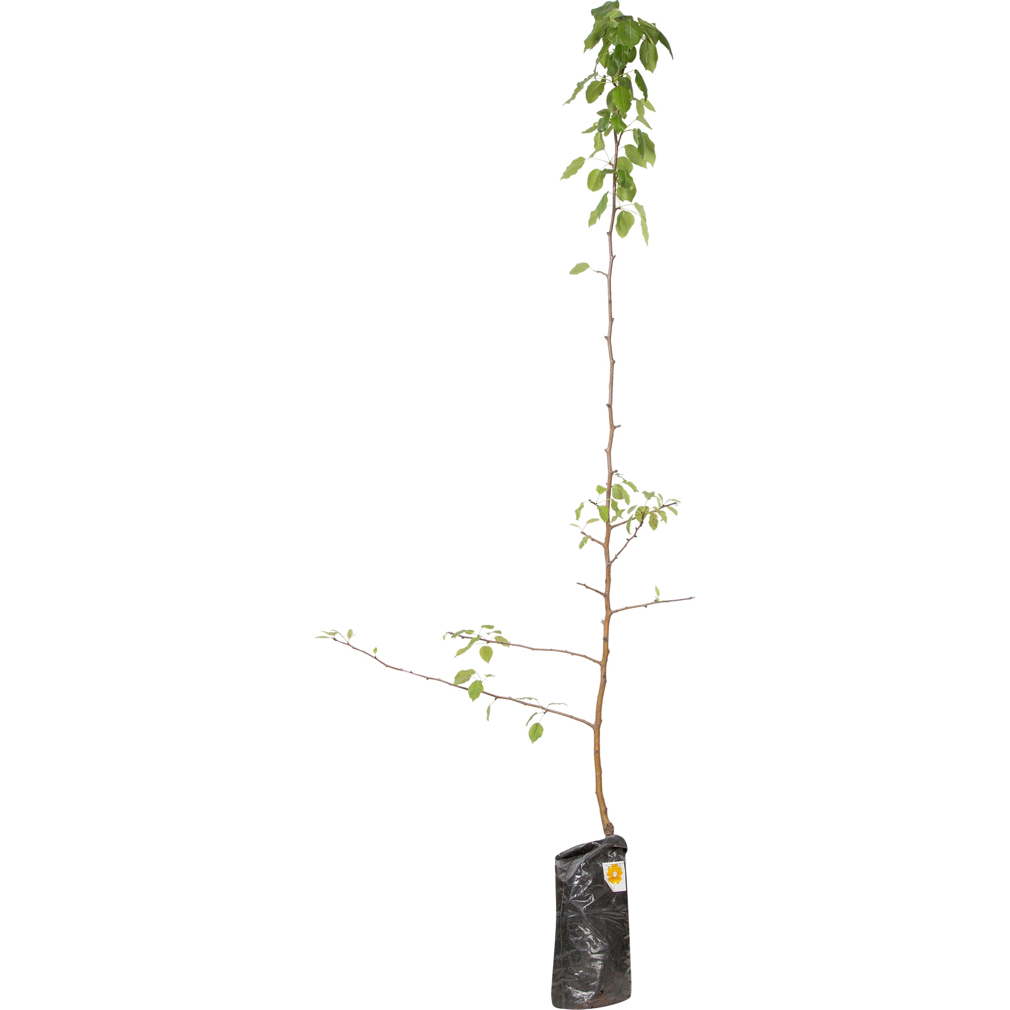 82176295 Груша обык «Нарядная Ефимова» 3-5 л 100 см Santreyd  - Вид №2