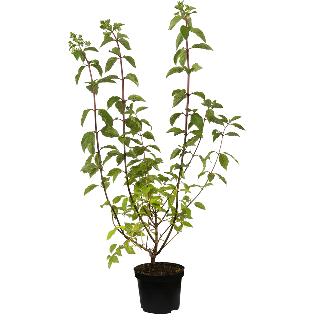 Гортензия метельчатая «Полар Биар» C3 PLANTMARKET STLM-2079224