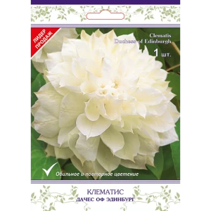 Клематис крупноцветковый Дачес оф Эдинбург h15 см 83431366 STLM-2126355