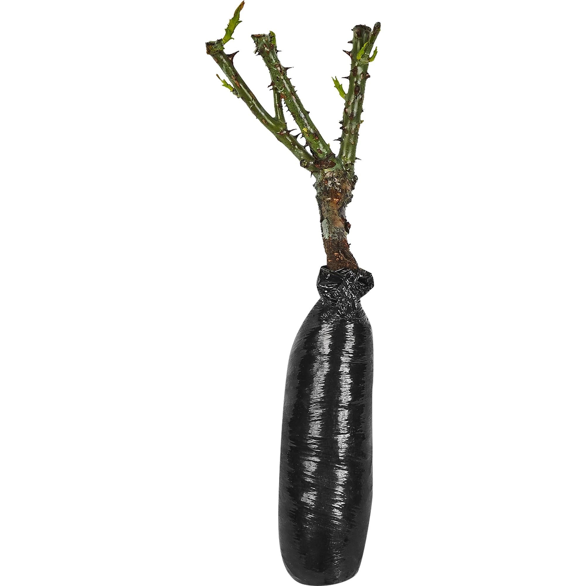 18346261 Розы чайно-гибридные «Императрица Фара» Santreyd  - Вид №1