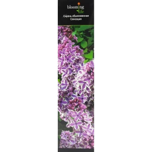 Сирень обыкновенная Сенсация в тубе 82539532 STLM-2173184
