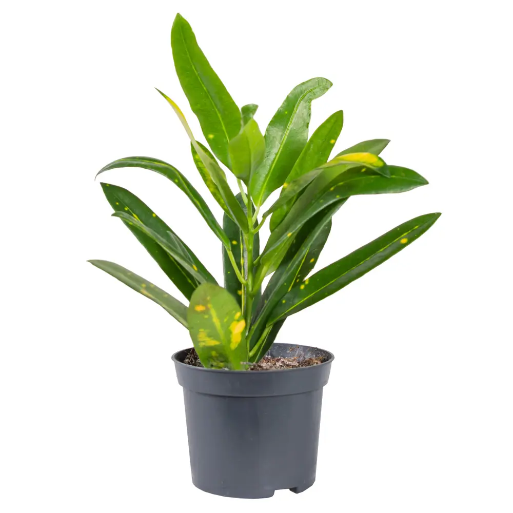 Santreyd Кротон микс - яркое комнатное растение с декоративными листьями 85325000 STLM-0061551 - Вид №1