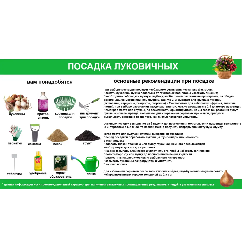 Лилия азиатская Центерфолд 1 шт 81945448 STLM-2049318 Santreyd  - Вид №3