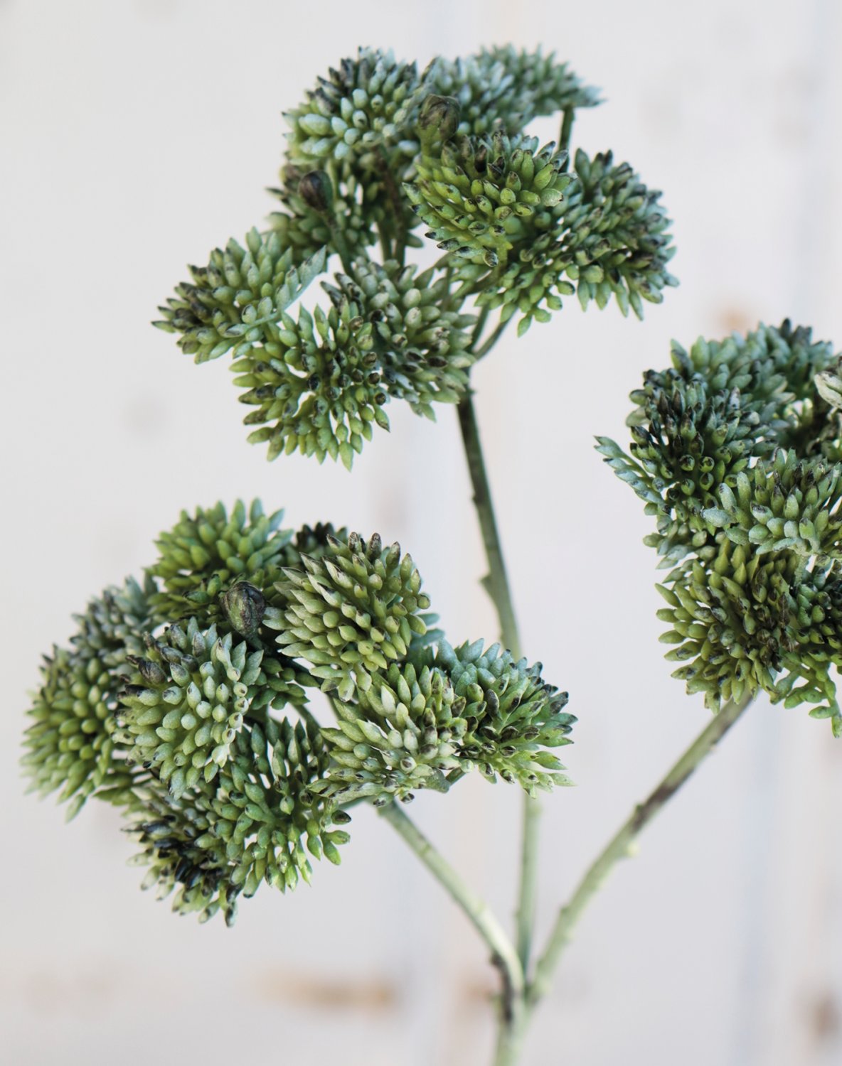 6699 819 a3 Ветка очитка искусственная, 32 см, матово-зеленый H-andreas 