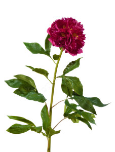 30.03070049/2 Пион большой бордо в-100, д-15 см Цветочная коллекция