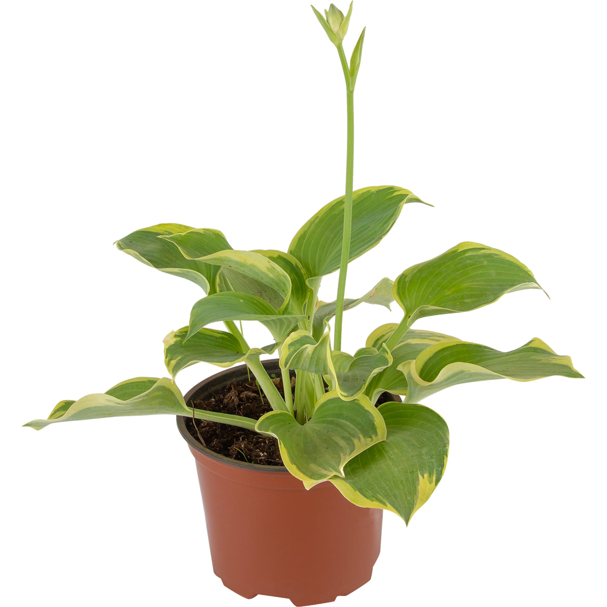 82585377 Хоста гибридная «Эс Энджел» 17x20 см Santreyd  - Вид №1