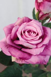 3130 220 a3 Роза искусственный цветок, 1 цветок, 1 бутон, 37 см, real touch soft, светло-фиолетовый H-andreas