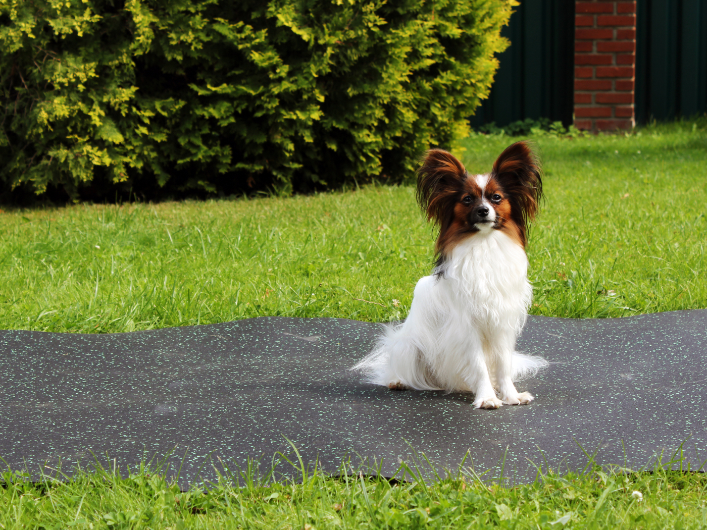 20.12.4.ABD.Bg Лежанка для животных в вольере Alegria big dog  - Вид №4