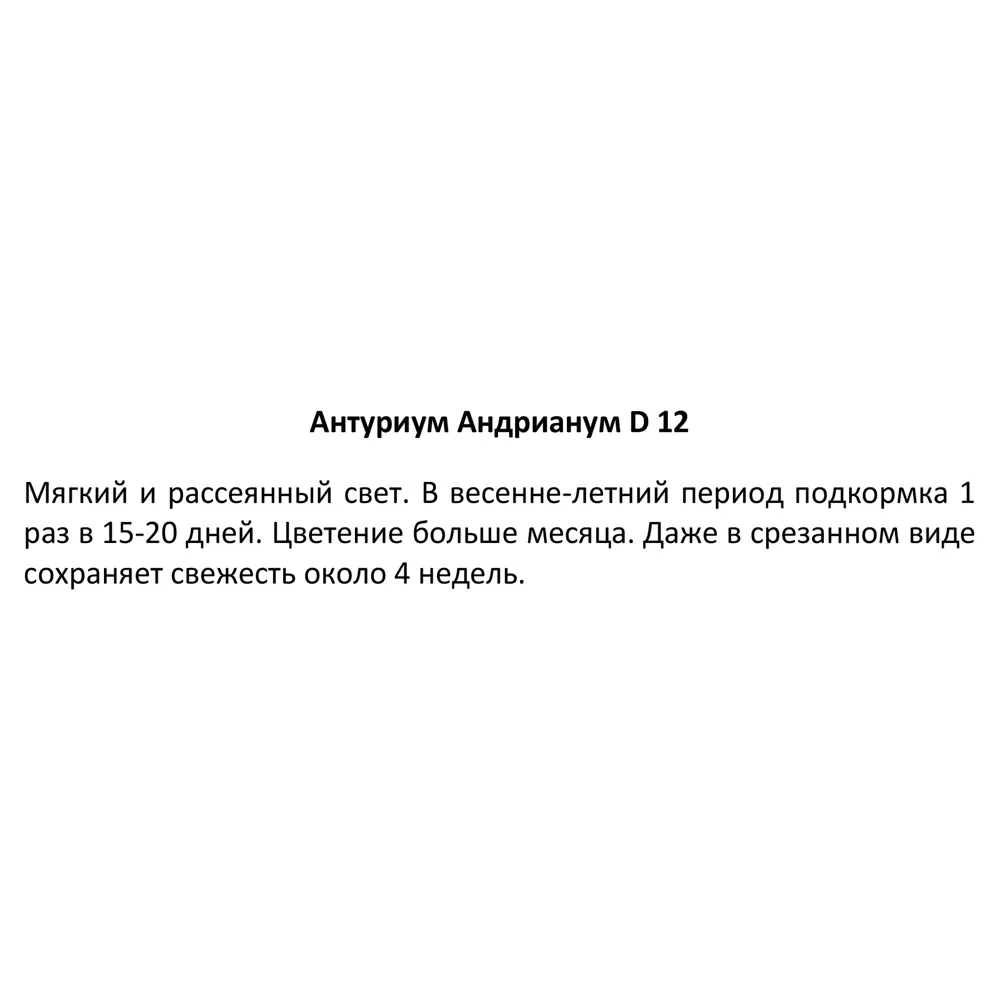 Антуриум Андрианум Santreyd — тропическая элегантность в вашем интерьере 89338395 STLM-0954289 - Вид №3