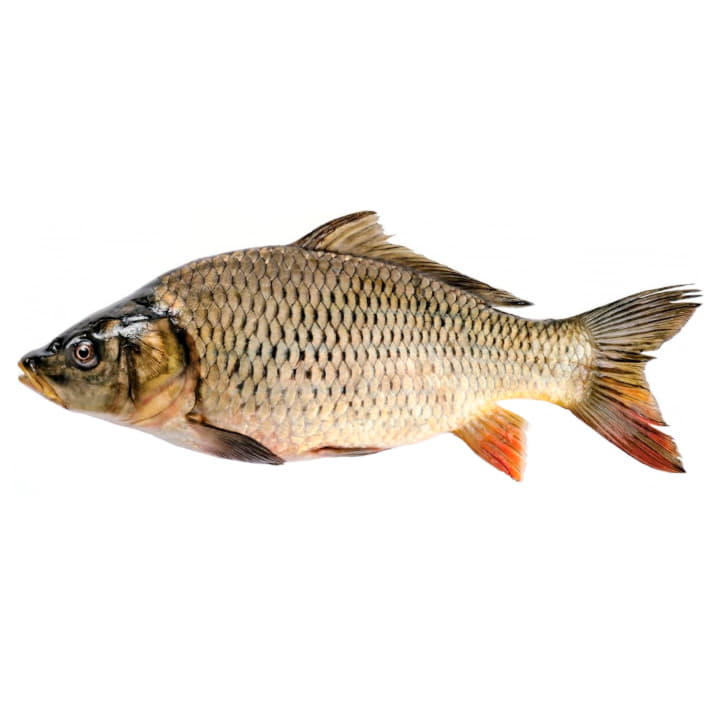 Сазан охлажденный ~1,5 кг Santreyd 11781