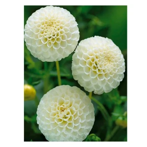 Георгина «Snowflake I»