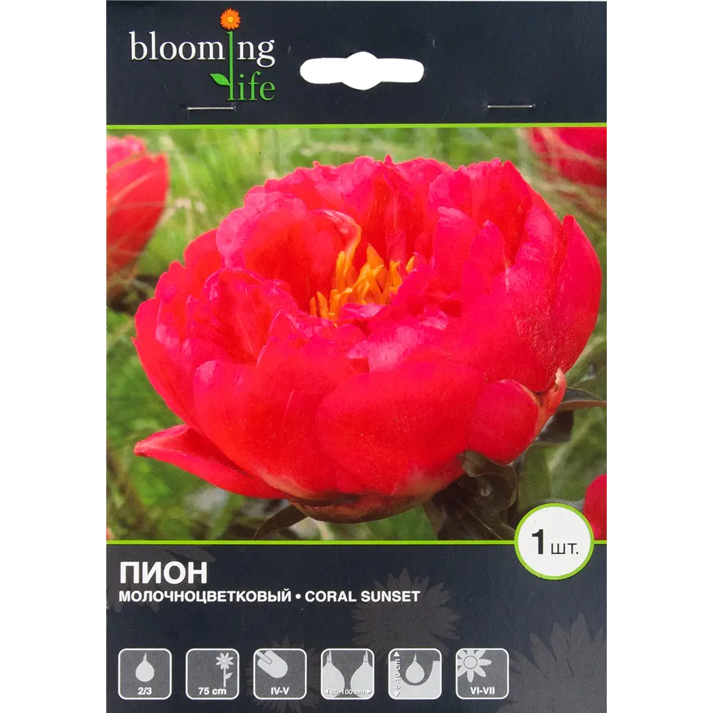 Пион молочноцветковый «Корал Сансет» 82539400 STLM-2190933 BLOOMING LIFE 