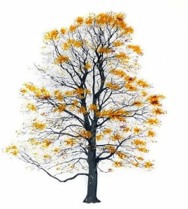 Magis Картина