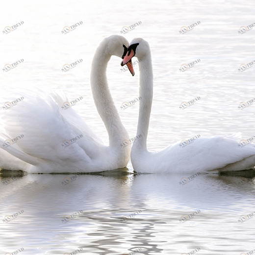 A2-057 Фотообои DIVINO Collection A 1.47х2 м A2057