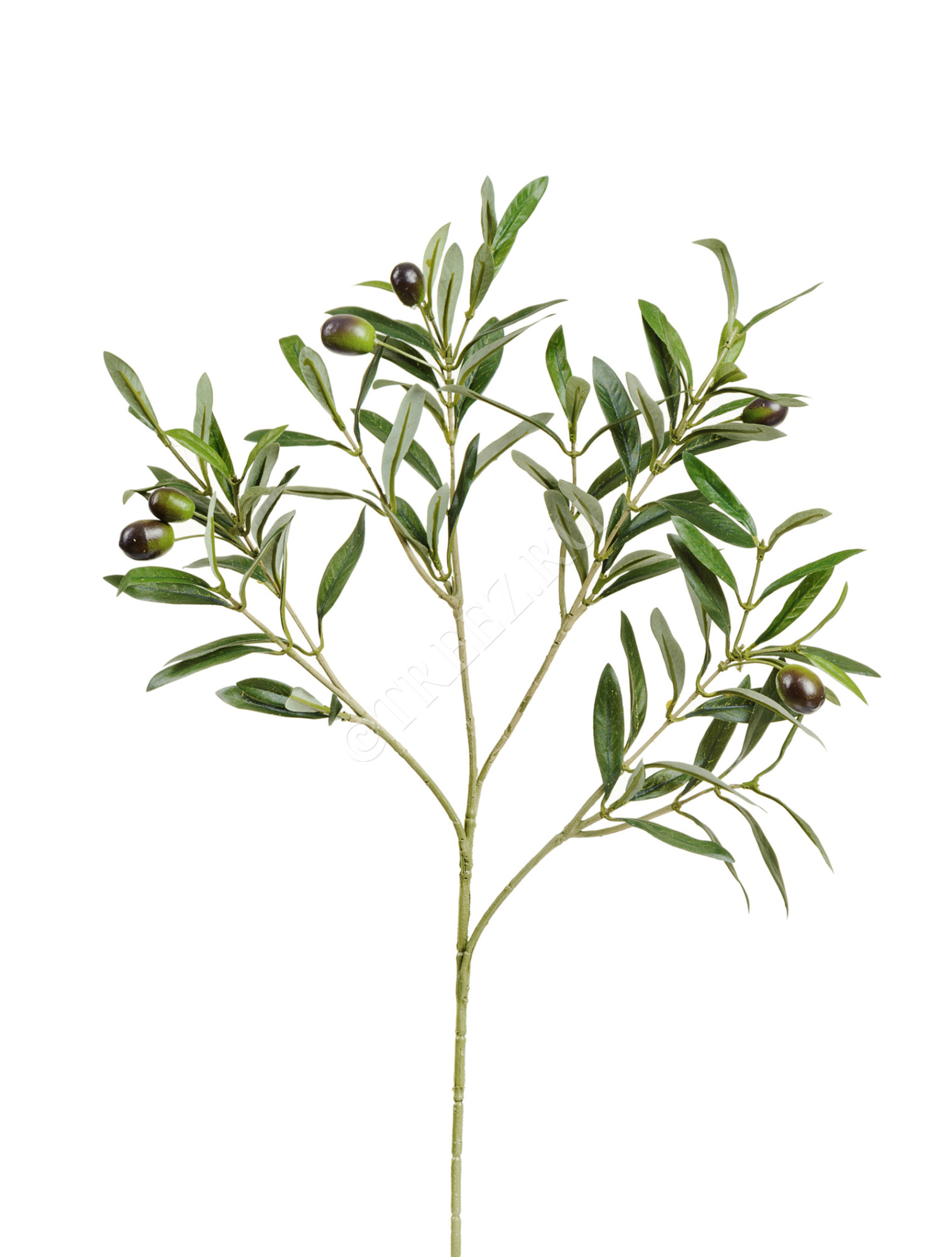 20.1650NF Ветка оливы натуральной с плодами Цветочная коллекция 