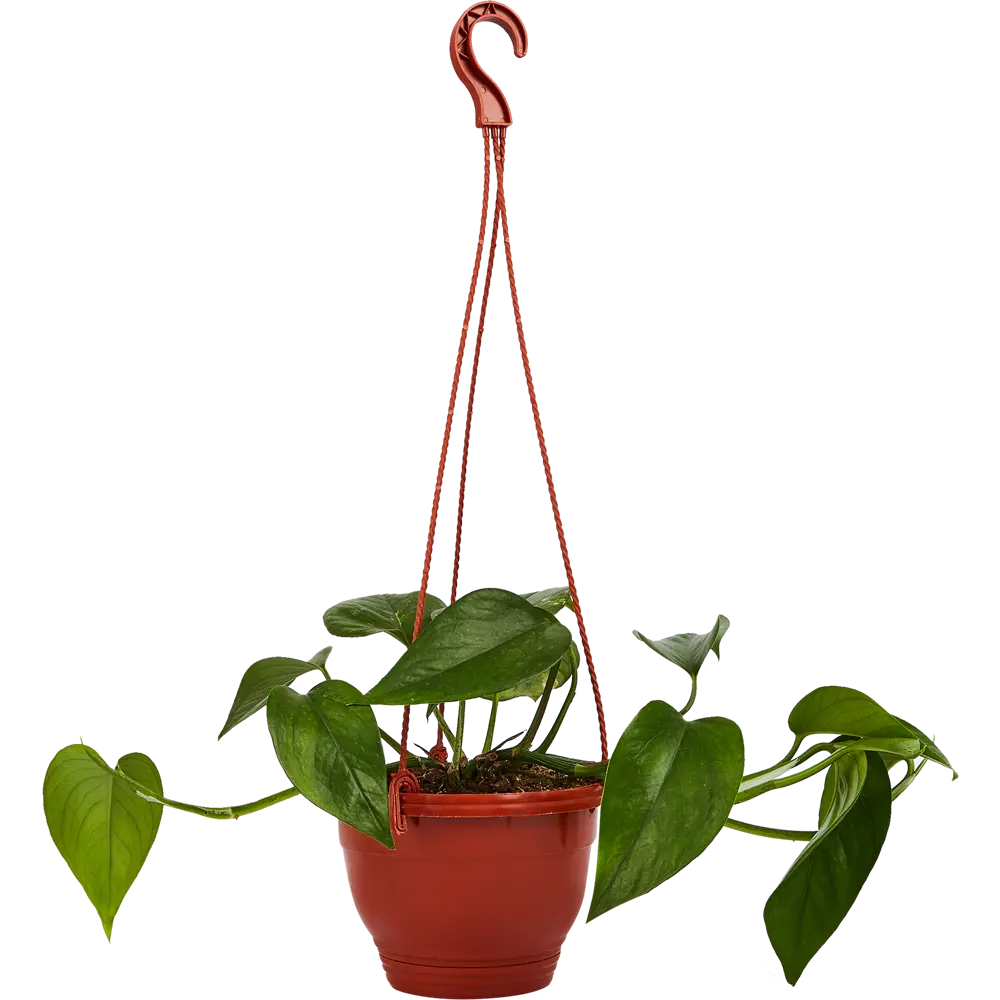 Эпипремнум Santreyd - живая зелень для интерьера 85535976 STLM-0949283