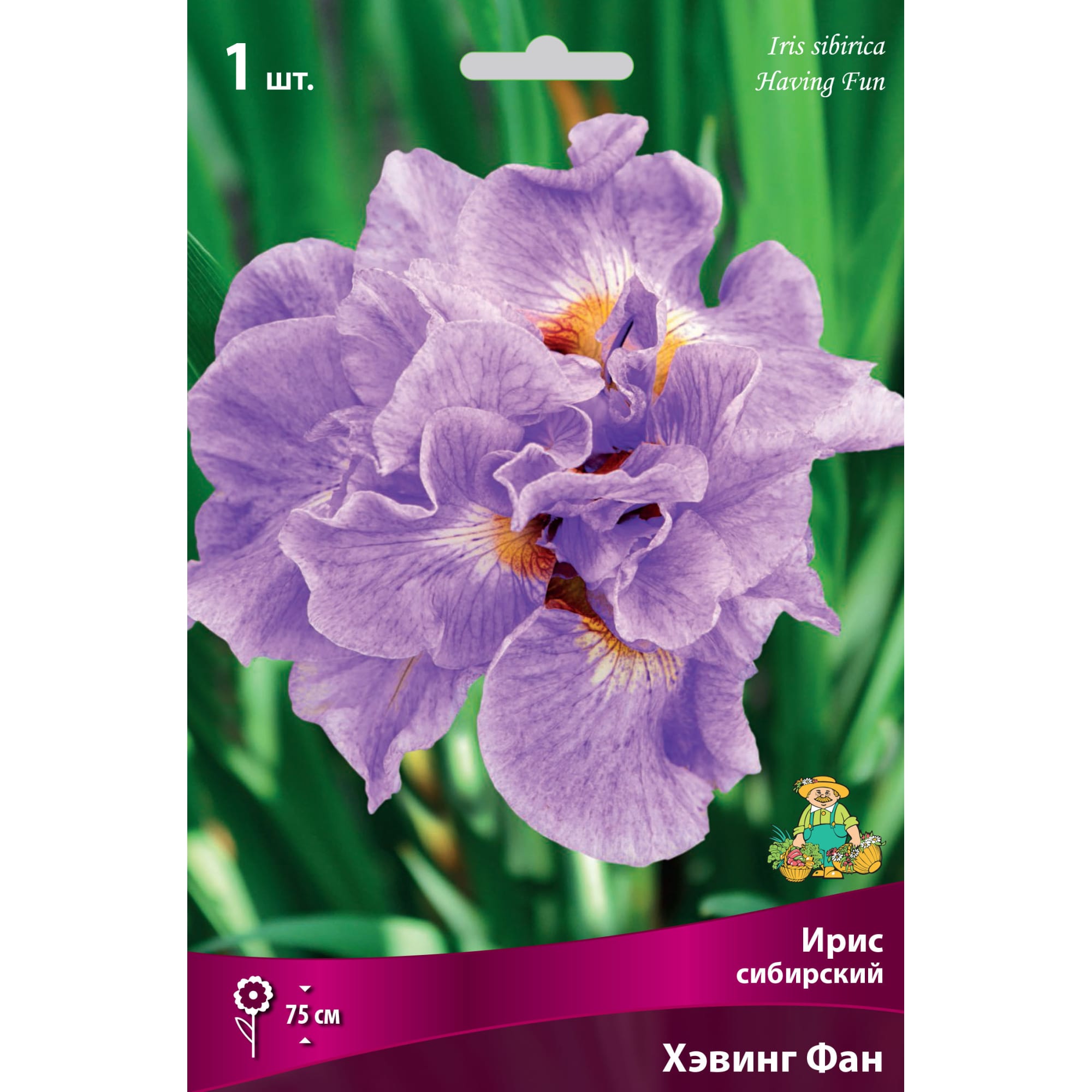 82530214 Ирис сибирский «Хэвинг Фан» Santreyd 