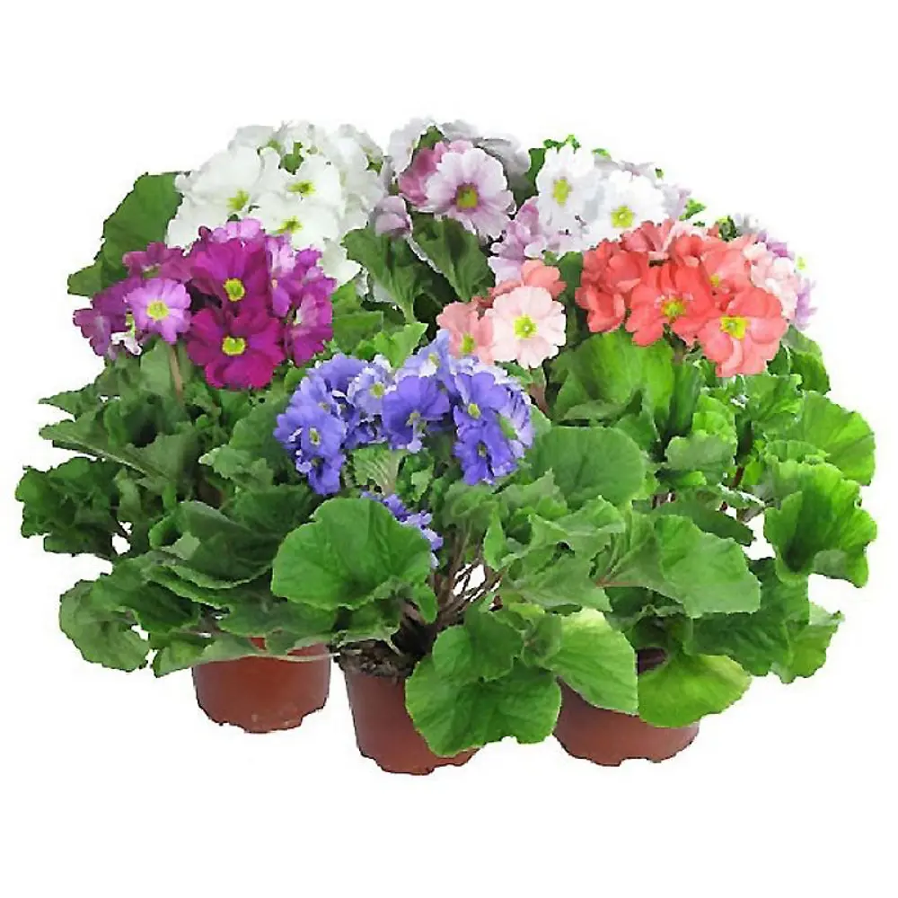 Примула обконика Mix 12x25 см 12195386 STLM-2013045 Santreyd 