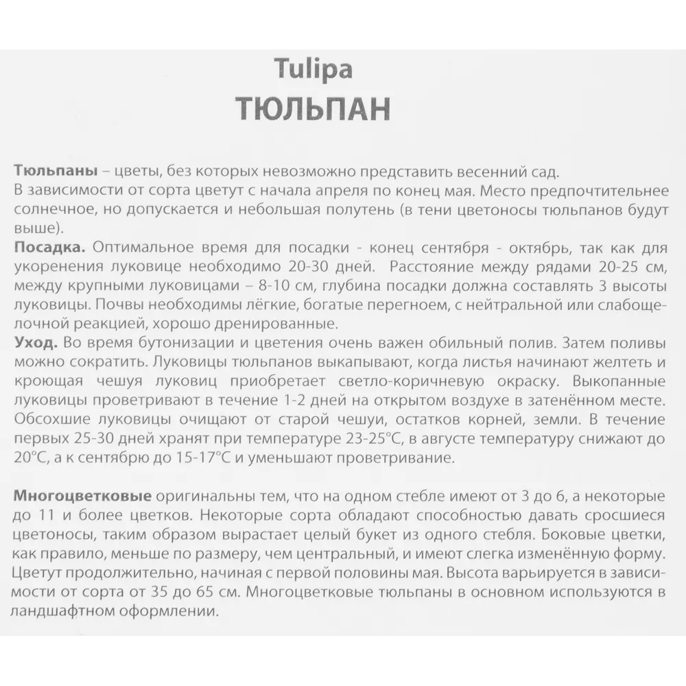 Тюльпан многоцветковый Виннипег, 10 шт ПОИСК STLM-2055457 - Вид №2