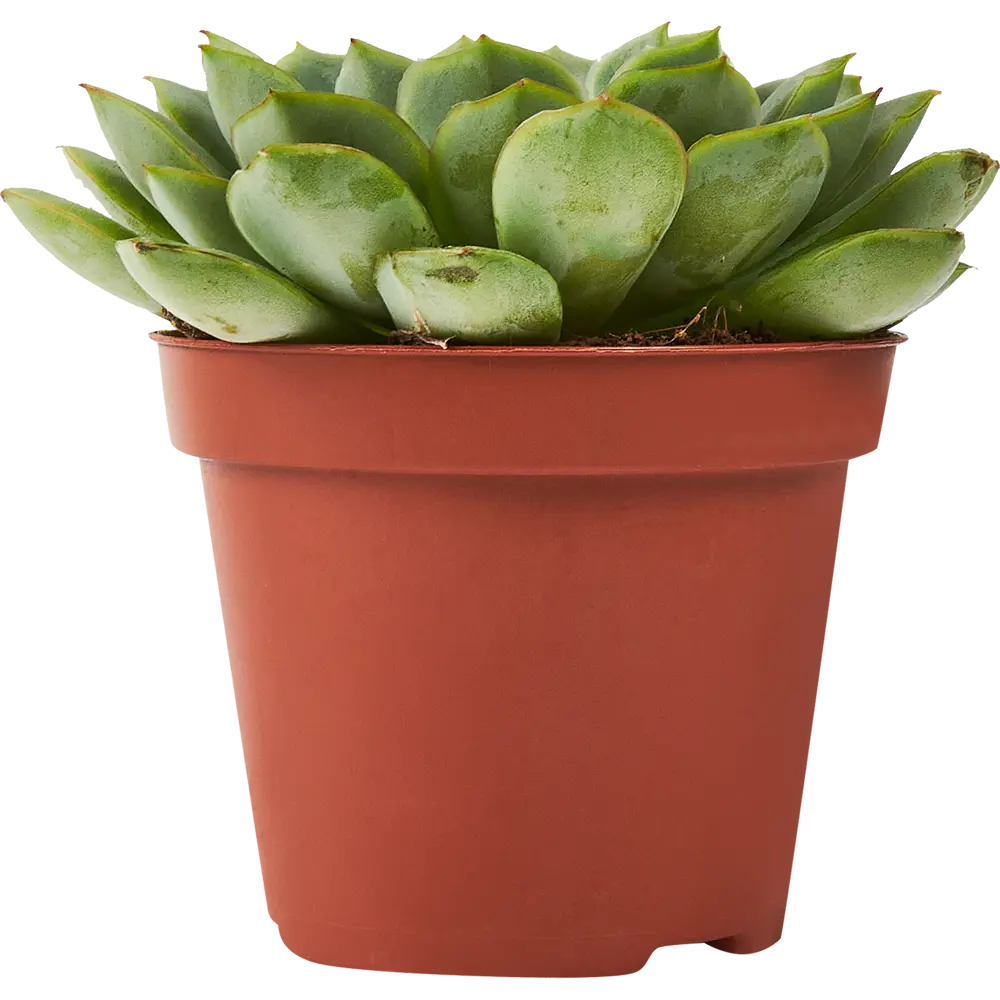 Santreyd Эхеверия микс - суккулент в виде каменной розы 85325021 STLM-0061571 - Вид №1