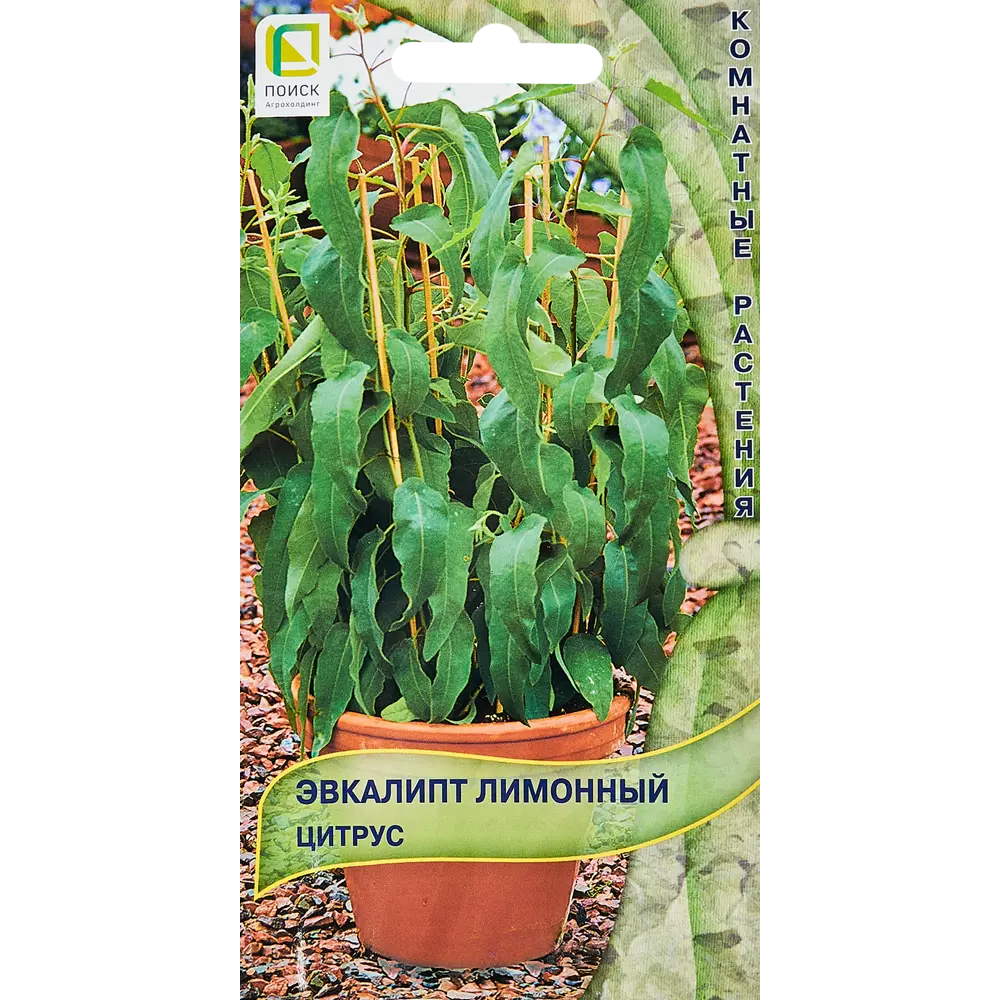 Эвкалипт Лимонный цитрус от ПОИСК - ароматное комнатное растение 89346584 STLM-0956236