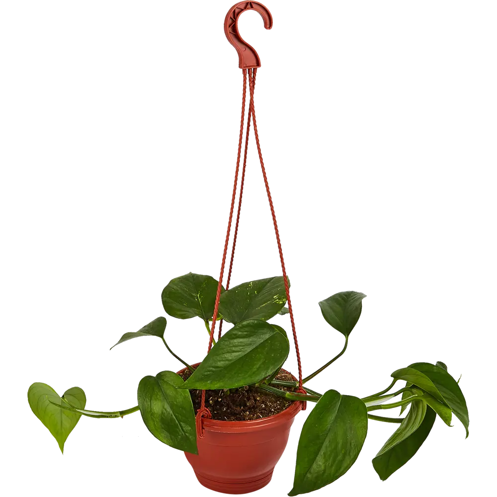 Эпипремнум Santreyd - живая зелень для интерьера 85535976 STLM-0949283 - Вид №1